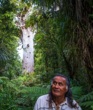Guide Tane Mahuta Tourism Northland