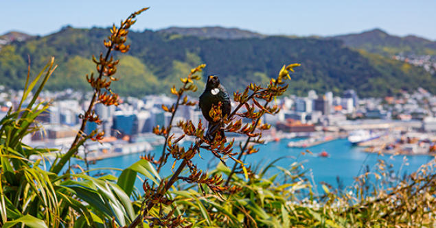 06162023 wellington tui for trenz