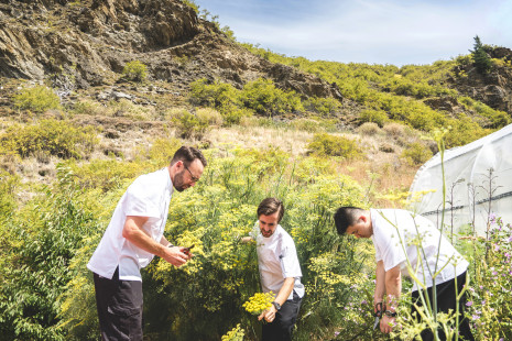 Gibbston Valley Tamasin Langton Chefs Harvesting Fennel