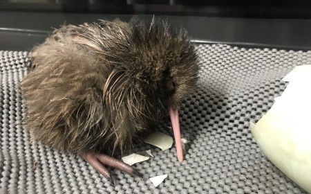 Ngai Tahu Tourism kiwi chick