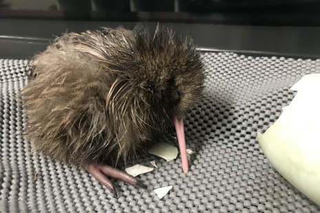 Ngai Tahu Tourism kiwi chick